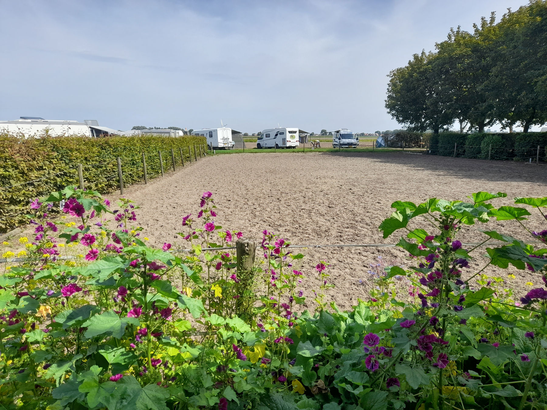Hobbydieren bij de camping