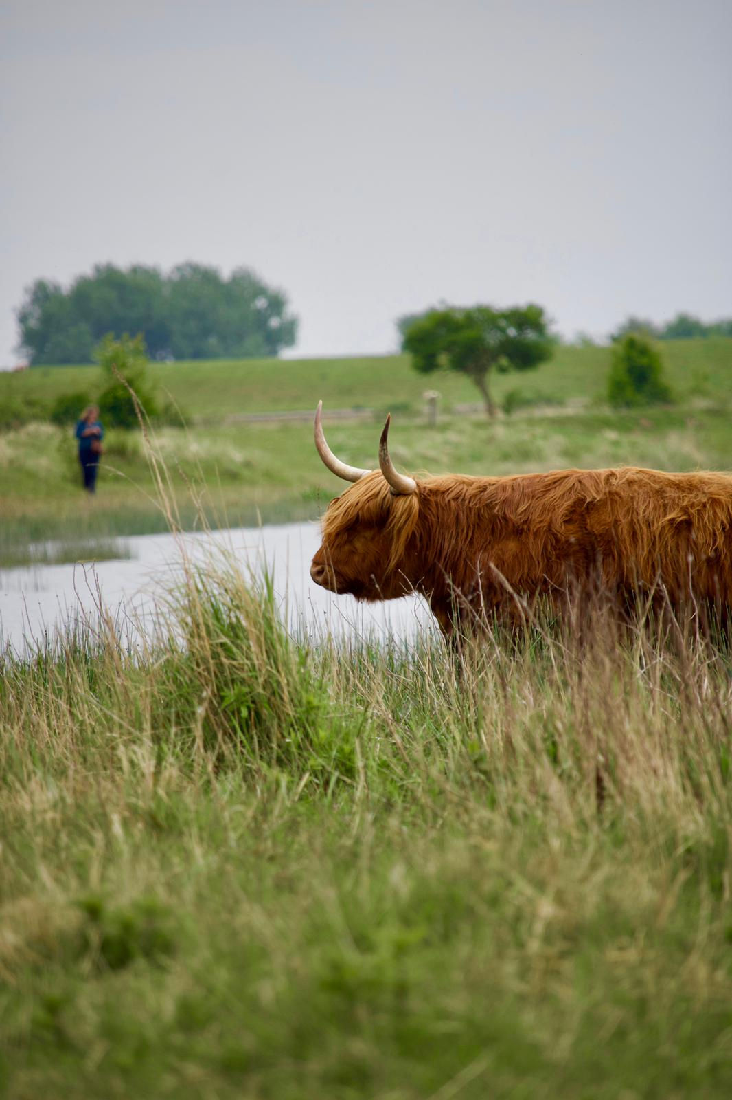 Natuurgebied de Dintelse Gorzen met ruige vegetatie